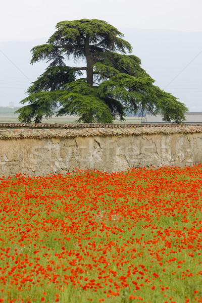 tree and meadow of red poppies, Rh Stock photo © phbcz