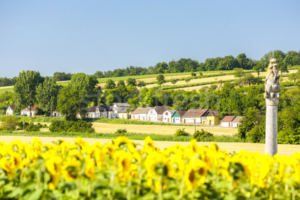 [[stock_photo]]: Vin · tournesol · domaine · baisser · Autriche · architecture