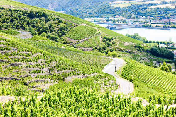 grand cru vineyards near Ampuis, Cote Rotie, Rhone-Alpes, France Stock photo © phbcz