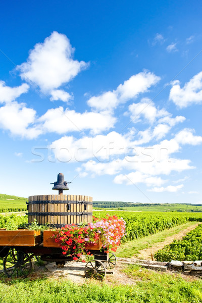 vineyards of Cote de Beaune near Pommard, Burgundy, France Stock photo © phbcz