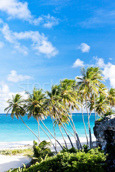 Foto stock: Fundo · Barbados · caribbean · árvore · paisagem · mar