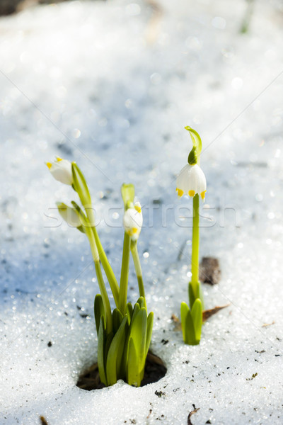 春天· 雪花 ·雪· 性质 · 植物 · 雪花 - 商业照片 © richard 