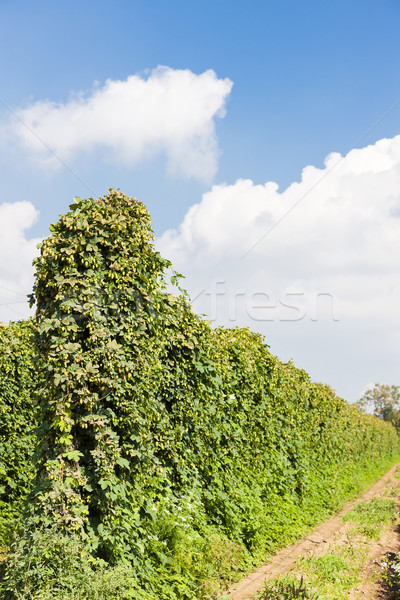 hops garden, Czech Republic Stock photo © phbcz