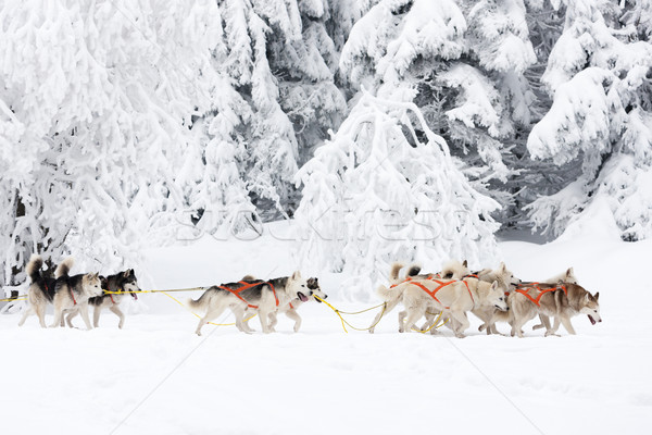 sledge dogging, Sedivacek''s long, Czech Republic Stock photo © phbcz