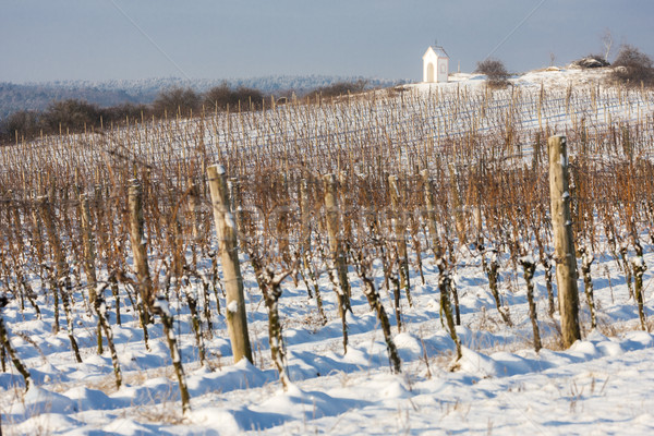 Tél szőlőskert déli Csehország természet hó Stock fotó © phbcz