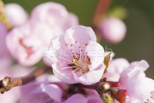 开花    桃    树    性质    植物 / detail of blossom peach