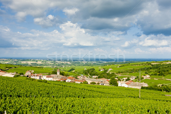 vineyards near Fuisse, Burgundy, France Stock photo © phbcz