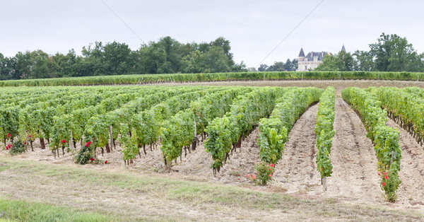 vineyard, Sauternes Region, France Stock photo © phbcz