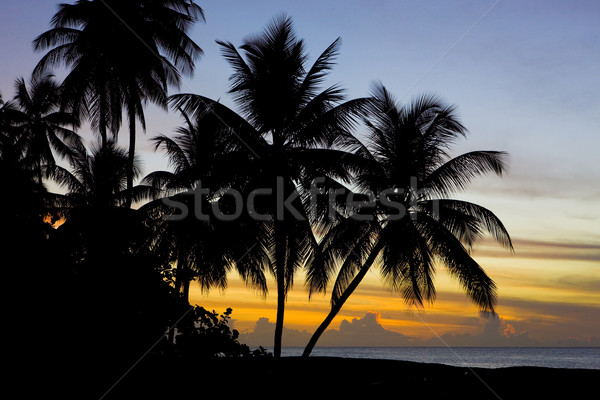 Puesta de sol Caribe mar tortuga playa árbol Foto stock © phbcz