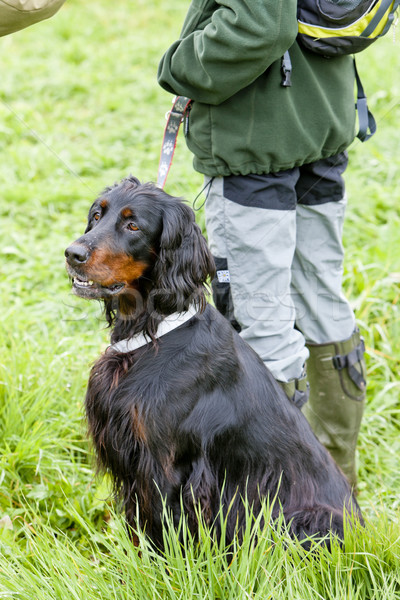 hunting dog with hunter Stock photo © phbcz