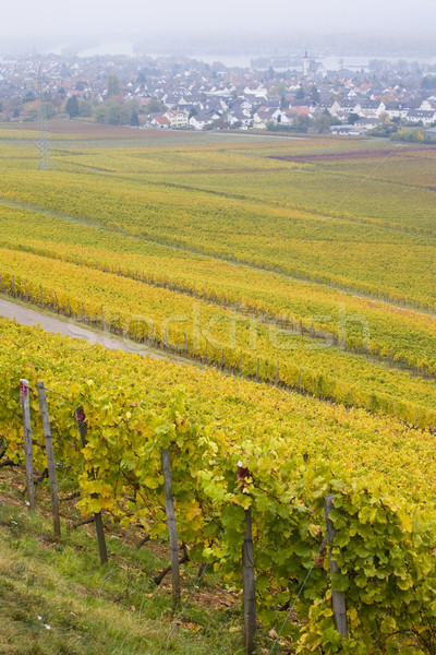vineyards near Johannisberg Palace, Hessen, Germany Stock photo © phbcz