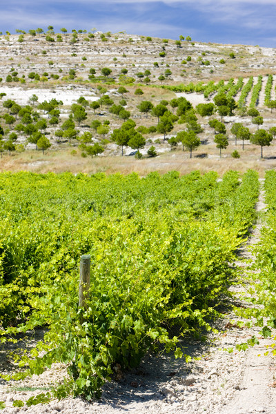 Stock photo: vineyard near Villabanez, Valladolid Province, Castile and Leon,