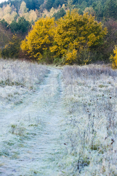 frosted autumnal meadow Stock photo © phbcz
