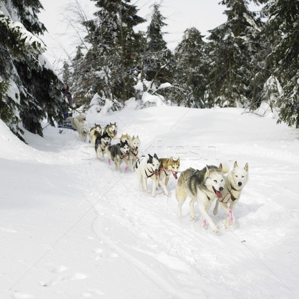 Sanie lung Republica Ceha câine sportiv natură Imagine de stoc © phbcz