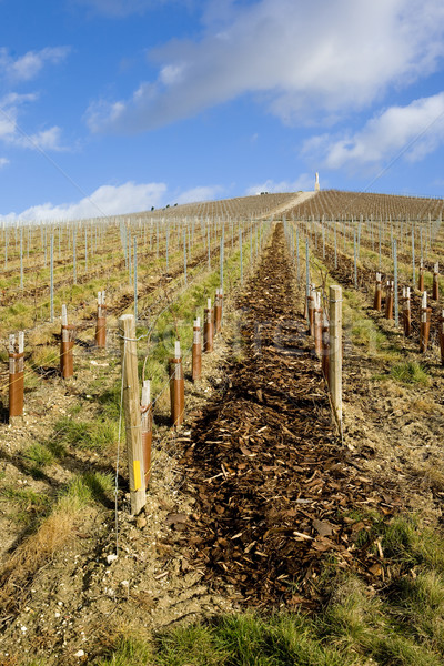 vineyard, Mo Stock photo © phbcz