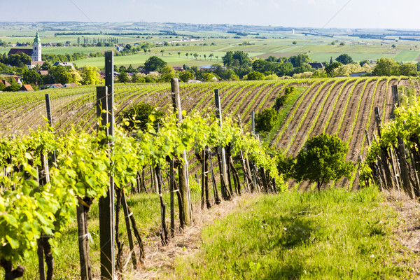 view of vineyard near Unterretzbach, Lower Austria, Austria Stock photo © phbcz