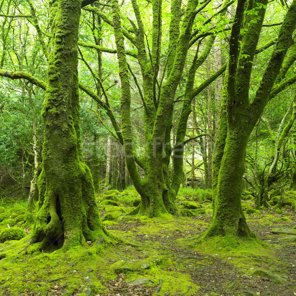 Erdő park Írország fa természet fák Stock fotó © phbcz