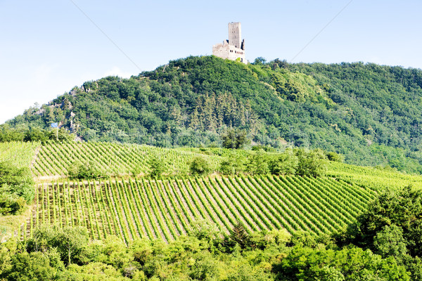 vineyards with castle Ortenbourg, Alsace, France Stock photo © phbcz