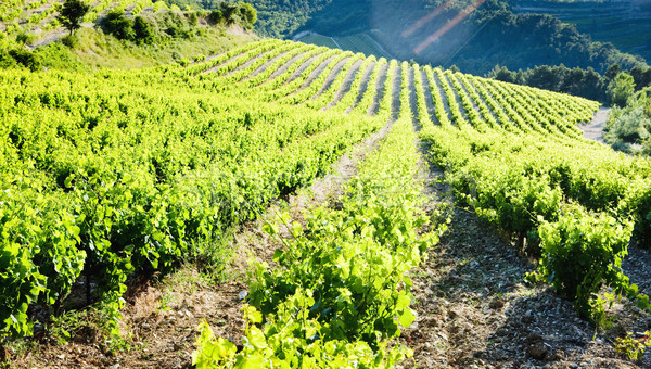 vineyards near Gigondas, Provence, France Stock photo © phbcz