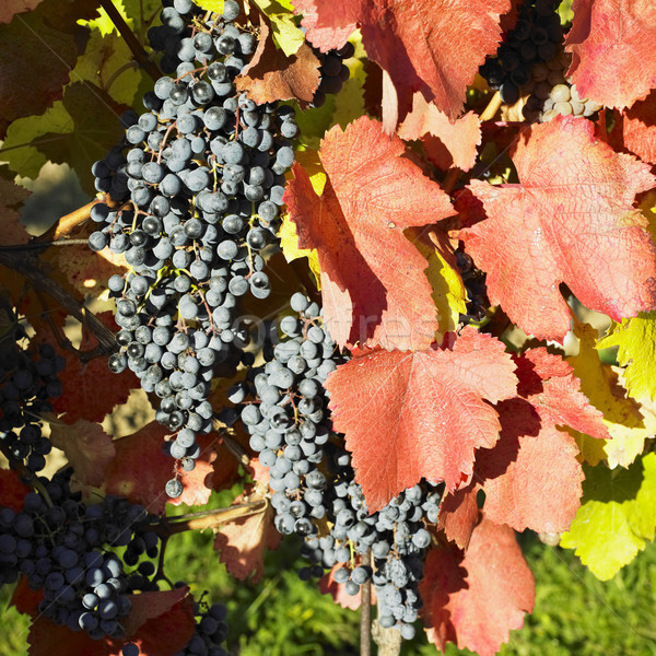 grapevines in vineyard, Czech Republic Stock photo © phbcz