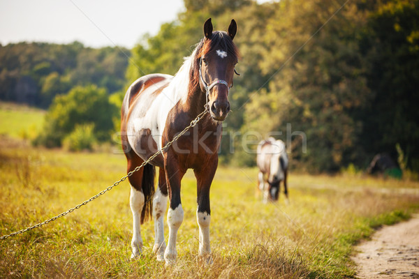 Ló legelő nagy zöld fű nap Stock fotó © photobac