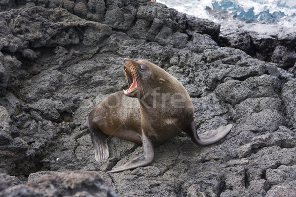 Sea lion barking on the Galapagos Islands Stock photo © photoblueice
