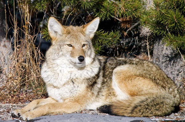 Coyote resting after hunting for a mouse Stock photo © photoblueice