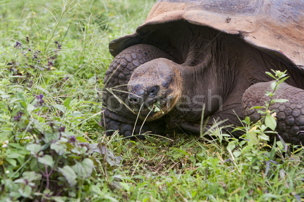 Riese Schildkröte Inseln Ecuador Südamerika Stock foto © photoblueice