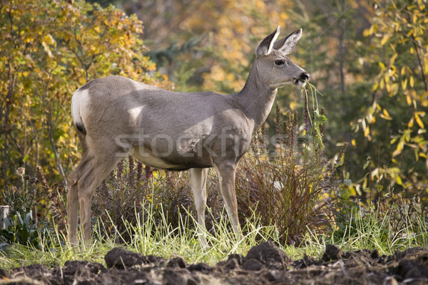 Deer in garden Stock photo © photoblueice