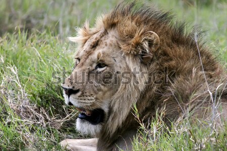 León serengeti lado perfil Foto stock © photoblueice