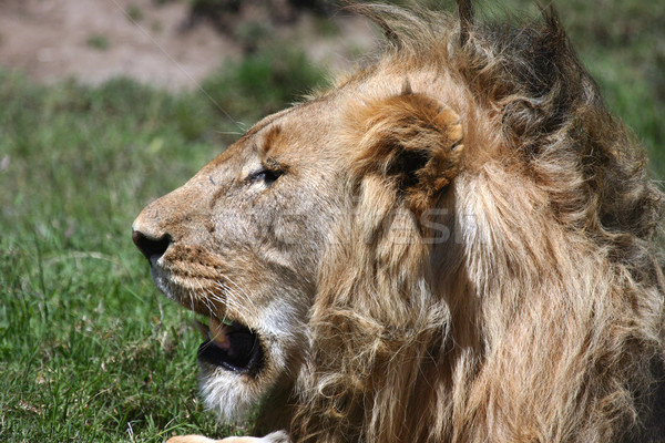 лев Серенгети сторона профиль Сток-фото © photoblueice