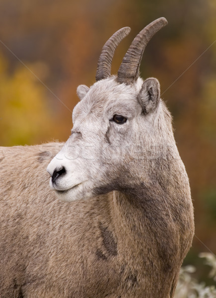 Munte oaie close-up wildlife Imagine de stoc © photoblueice