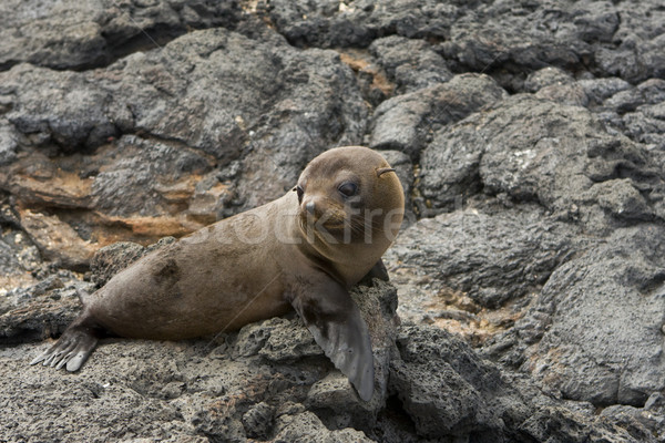 Leão-marinho jovem Equador Foto stock © photoblueice
