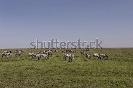 Herd of Zebras grazing on the Serengeti Plains, Tanzania Stock photo © photoblueice