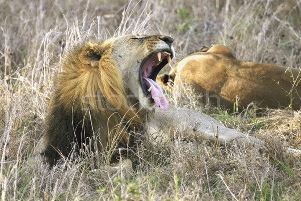 Leu masculin parc Tanzania Africa Imagine de stoc © photoblueice