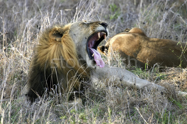 Masculin leu parc Tanzania Africa Imagine de stoc © photoblueice