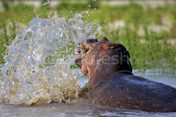 Rufiji River Hippo making big splash Stock photo © photoblueice