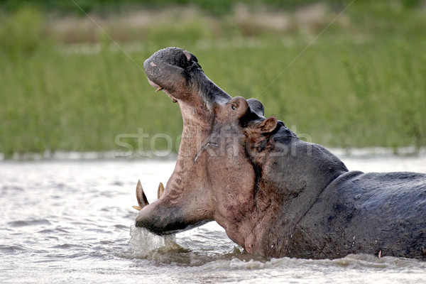 Rio hipopótamo boca aberta boca grande abrir Foto stock © photoblueice
