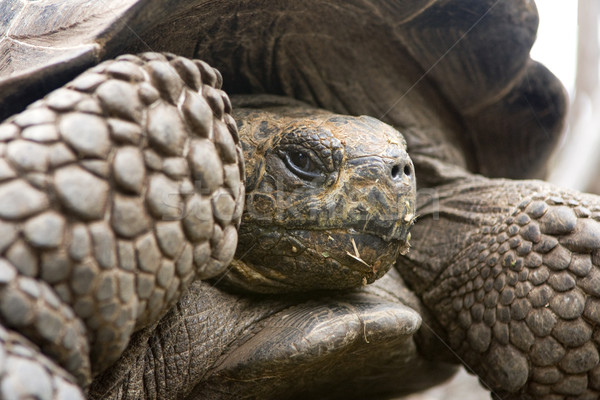 гигант черепаха Сток-фото © photoblueice