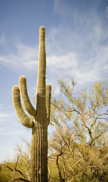 Cacto Arizona deserto céu verde azul Foto stock © photoblueice
