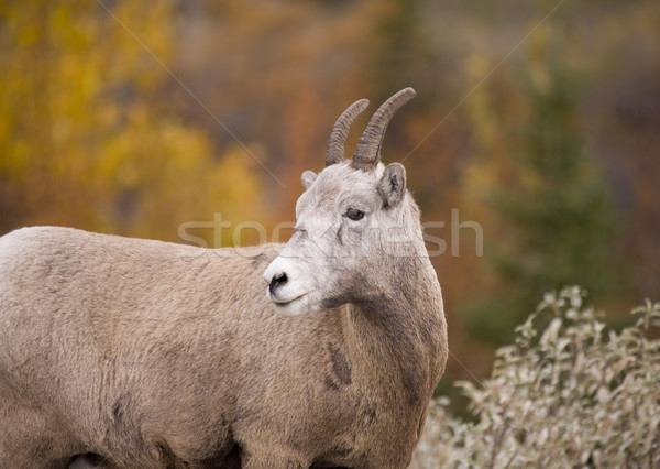Rocky Mountain Bighorn Sheep Stock photo © photoblueice