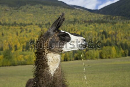 Llama eating grass Stock photo © photoblueice