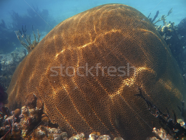 Creier coral Imagine de stoc © photoblueice
