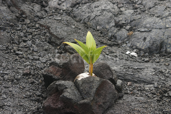 Nucă de cocos crestere lava stâncă in jurul rădăcini Imagine de stoc © photoblueice