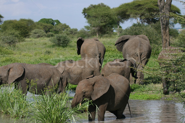 Tineri elefant mananca lac turma elefantii Imagine de stoc © photoblueice