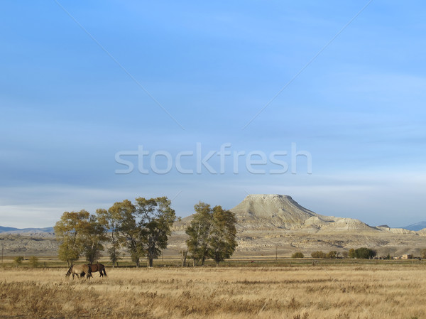 Wyoming berühmt Wahrzeichen Berg Schlacht Chef Stock foto © photoblueice
