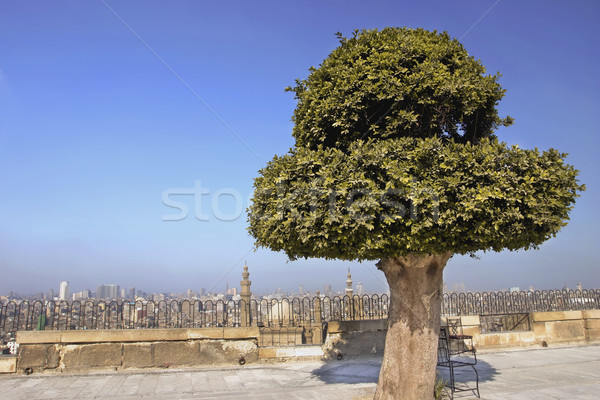 Topo citadela olhando Cairo belo árvore Foto stock © photoblueice