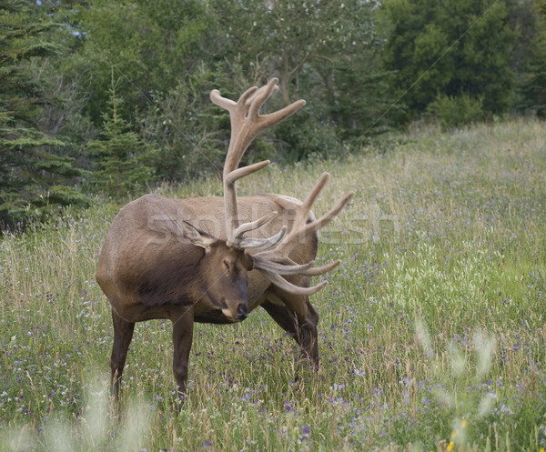 Elk scratching Stock photo © photoblueice