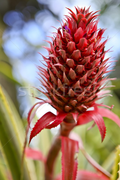 Roşu ananas plantă insulă Imagine de stoc © photoblueice