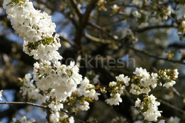 Stock foto: Kirsche · Baum · Garten · Bäume · blühen · Frühling